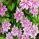 Egrow 100Pcs/Pack Clematis Seeds Potted Clematis Flower Garden Ornamental Plants