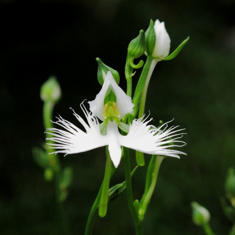 Egrow 200pcs Japanese Egret Flowers Seeds White Egret Orchid Seeds Radiata Rare White Orchid