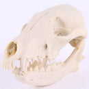 Lifelike Fox Skull Resin Head Skeleton Figurine Aquarium Ornament Home Decor