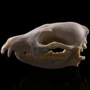 Lifelike Fox Skull Resin Head Skeleton Figurine Aquarium Ornament Home Decor