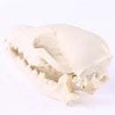 Lifelike Fox Skull Resin Head Skeleton Figurine Aquarium Ornament Home Decor