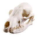 Lifelike Fox Skull Resin Head Skeleton Figurine Aquarium Ornament Home Decor
