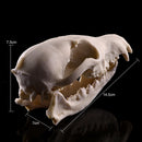 Lifelike Fox Skull Resin Head Skeleton Figurine Aquarium Ornament Home Decor