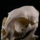 Resin Cat Skull Skeleton Figurine Aquarium Fish Tank Landscape Decoration