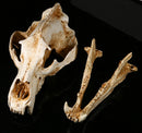 White Polar Bear Resin Skull Replica Head Model Collection Home Bar Decor