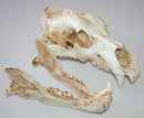 White Polar Bear Resin Skull Replica Head Model Collection Home Bar Decor