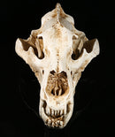 White Polar Bear Resin Skull Replica Head Model Collection Home Bar Decor