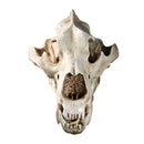 White Polar Bear Resin Skull Replica Head Model Collection Home Bar Decor