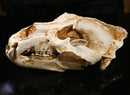 White Polar Bear Resin Skull Replica Head Model Collection Home Bar Decor