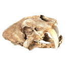 1:1 Saber-Toothed Tiger Resin Skull Statue Figurine Head Model Home Decor