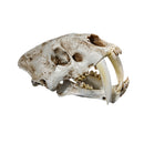 1:1 Saber-Toothed Tiger Resin Skull Statue Figurine Head Model Home Decor