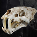 1:1 Saber-Toothed Tiger Resin Skull Statue Figurine Head Model Home Decor