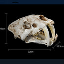 1:1 Saber-Toothed Tiger Resin Skull Statue Figurine Head Model Home Decor