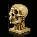 Realistic Human Skull Muscle Head Resin Model Home Bar Decor Yellow