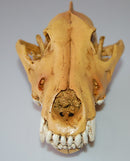 Resin Wolf Skull Replica Head Model Figurine Collection Bar Tabletop Decor