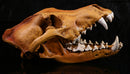 Resin Wolf Skull Replica Head Model Figurine Collection Bar Tabletop Decor