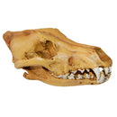 Resin Wolf Skull Replica Head Model Figurine Collection Bar Tabletop Decor