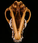 Resin Wolf Skull Replica Head Model Figurine Collection Bar Tabletop Decor