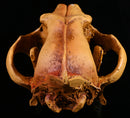Resin Wolf Skull Replica Head Model Figurine Collection Bar Tabletop Decor
