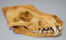 Resin Wolf Skull Replica Head Model Figurine Collection Bar Tabletop Decor