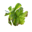 Artificial Succulent Echeveria Foliage Plastic Plant Home Flower Arrangement Decor