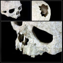Reptile,Snake,Turtle,Vivarium Rock,Caves,Decor Aquarium Ornament Human Skull