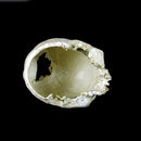 Reptile,Snake,Turtle,Vivarium Rock,Caves,Decor Aquarium Ornament Human Skull