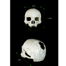 Reptile,Snake,Turtle,Vivarium Rock,Caves,Decor Aquarium Ornament Human Skull