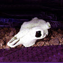 Reptile Vivarium Decoration Tortoise Lizard Breading Hide Cave Aquarium Ornament Resin Platypus Skull