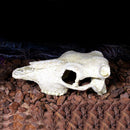 Reptile Vivarium Decoration Tortoise Lizard Breading Hide Cave Aquarium Ornament Resin Platypus Skull