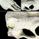Reptile Vivarium Decoration Tortoise Lizard Breading Hide Cave Aquarium Ornament Resin Platypus Skull
