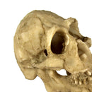 Reptile,Snake,Turtle,Vivarium Rock,Caves,Decor Aquarium Ornament Skull Head
