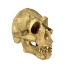 Reptile,Snake,Turtle,Vivarium Rock,Caves,Decor Aquarium Ornament Skull Head