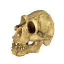 Reptile,Snake,Turtle,Vivarium Rock,Caves,Decor Aquarium Ornament Skull Head