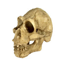Reptile,Snake,Turtle,Vivarium Rock,Caves,Decor Aquarium Ornament Skull Head