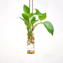 Hanging Tube Crystal Flower Vase Planter Terrarium Container Hydroponic Pot Home Garden Decor