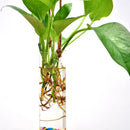 Hanging Tube Crystal Flower Vase Planter Terrarium Container Hydroponic Pot Home Garden Decor