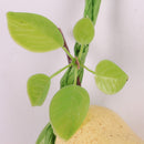 Pack of 5PCS Artificial Fruits Vegetables Strings Farm Kitchen Hanging Decor Photography Studio Background Hanging Ornaments
