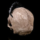 Resin Skull Figurine Human Head Headband Skeleton Replica Model 16*15*12.5cm