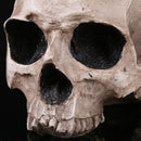 Resin Skull Figurine Human Head Headband Skeleton Replica Model 16*15*12.5cm