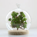 Transparent Glass Cover Dry Flower Display Vase Terrarium Bottle Desktop Microlandscape Decor