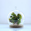 Ball Shaped Glass Cover DIY Plant Dry Flower Display Terrarium Microschaft Fairy Garden Container with Wooden Tray