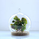 Ball Shaped Glass Cover DIY Plant Dry Flower Display Terrarium Microschaft Fairy Garden Container with Wooden Tray