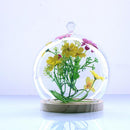 Ball Shaped Glass Cover DIY Plant Dry Flower Display Terrarium Microschaft Fairy Garden Container with Wooden Tray