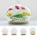 Ball Shaped Glass Cover DIY Plant Dry Flower Display Terrarium Microschaft Fairy Garden Container Decor