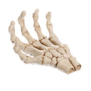3D Skeleton Palm Skull Model Head Bone Ornament Night Party Pub Bar Decorative Figurine Craft