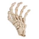 3D Skeleton Palm Skull Model Head Bone Ornament Night Party Pub Bar Decorative Figurine Craft