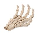 3D Skeleton Palm Skull Model Head Bone Ornament Night Party Pub Bar Decorative Figurine Craft