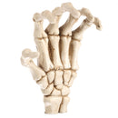 3D Skeleton Palm Skull Model Head Bone Ornament Night Party Pub Bar Decorative Figurine Craft