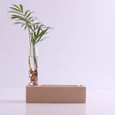 Clear Glass Tube Flower Vase Wooden Base Cellphone Table Stand Pencil Holder Rack